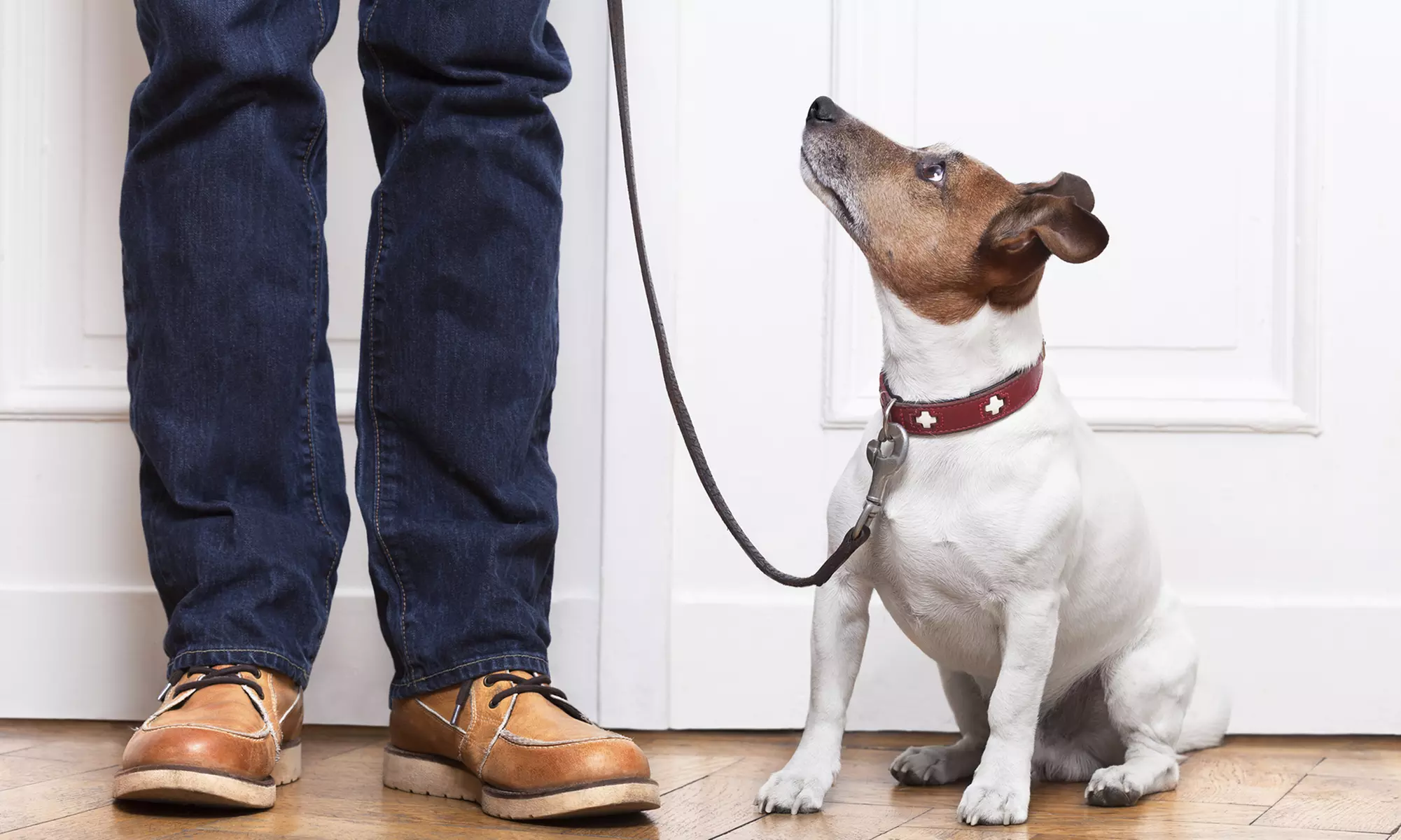 Dog Behavior Assessment for One or Two at Beyond the Dog (Up to 66% Off) - Primary Image
