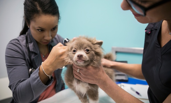 Monrovia dog store and cat hospital