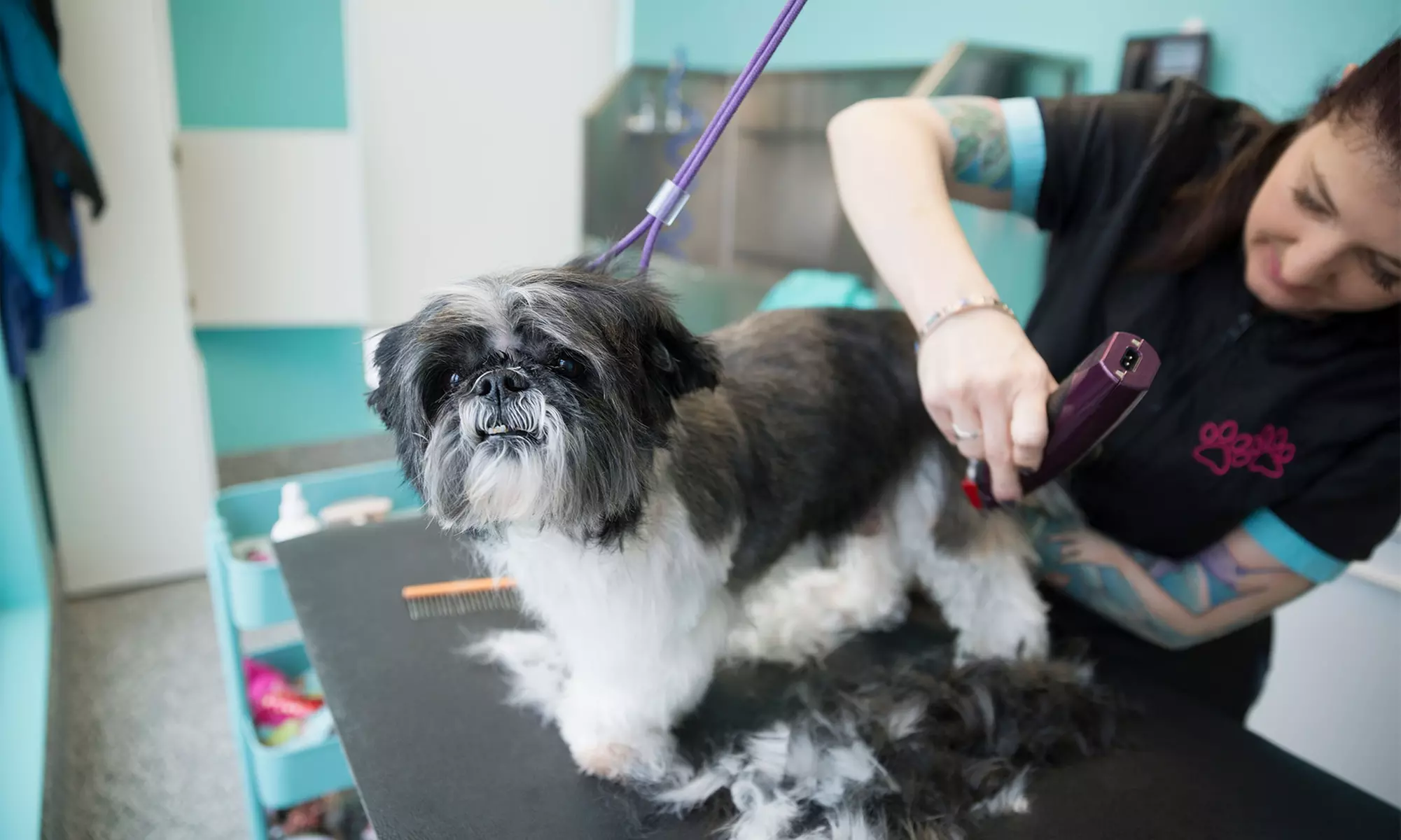 Full Grooming for a Small, Medium, Large, or Extra Large Dog at EarthWise Pet Supply (Up to 40% Off) - Primary Image