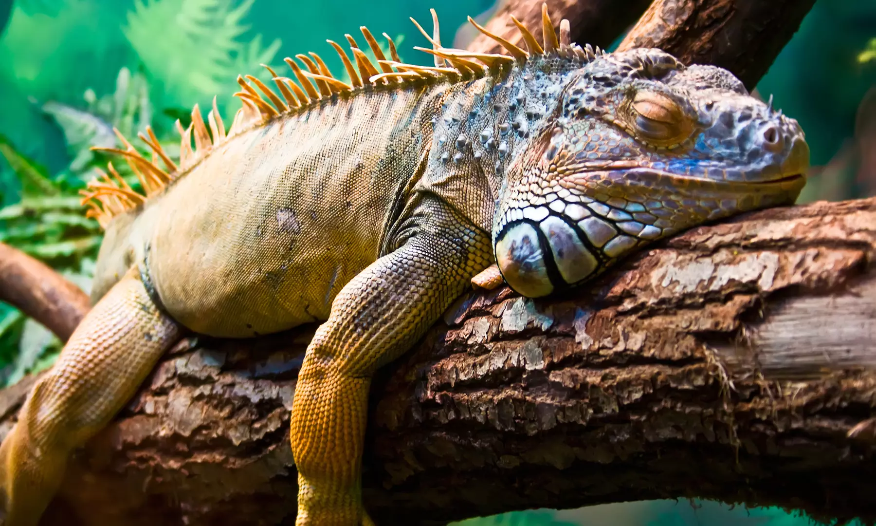 $19 for General Admission for One at Iguanaland ($25 Value) - Primary Image