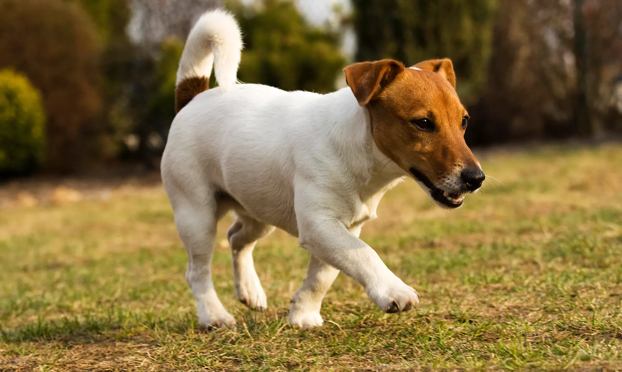 Two, Four, or Seven Nights of Dog Boarding for One Dog (Up to 70 lbs) at The Fur Seasons Az - Up to 30% Off - Primary Image