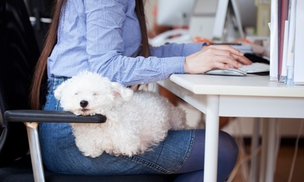 Curso online superior en Terapia Ocupational Aplicada - GRUPO MENTA SIGLO XXI