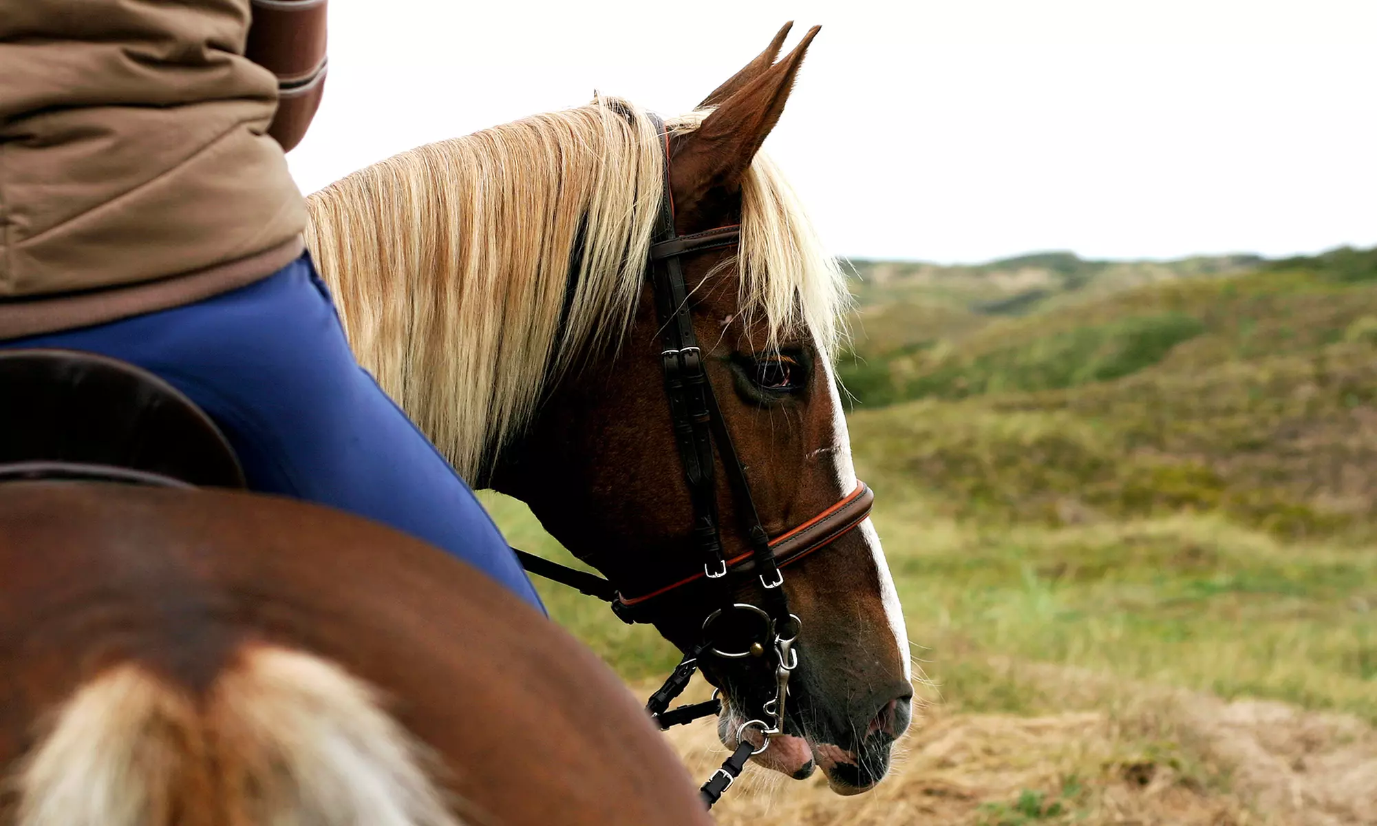 Two 60-Minute Horseback-Riding Lessons for One or Two at Homestead Stables (Up to 55% Off) - Primary Image