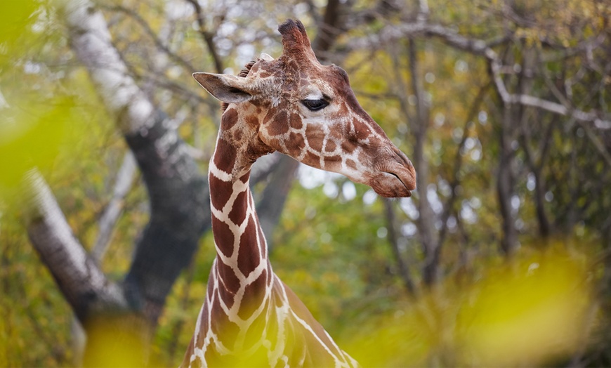 Image 1: Tagesticket Zoo Magdeburg