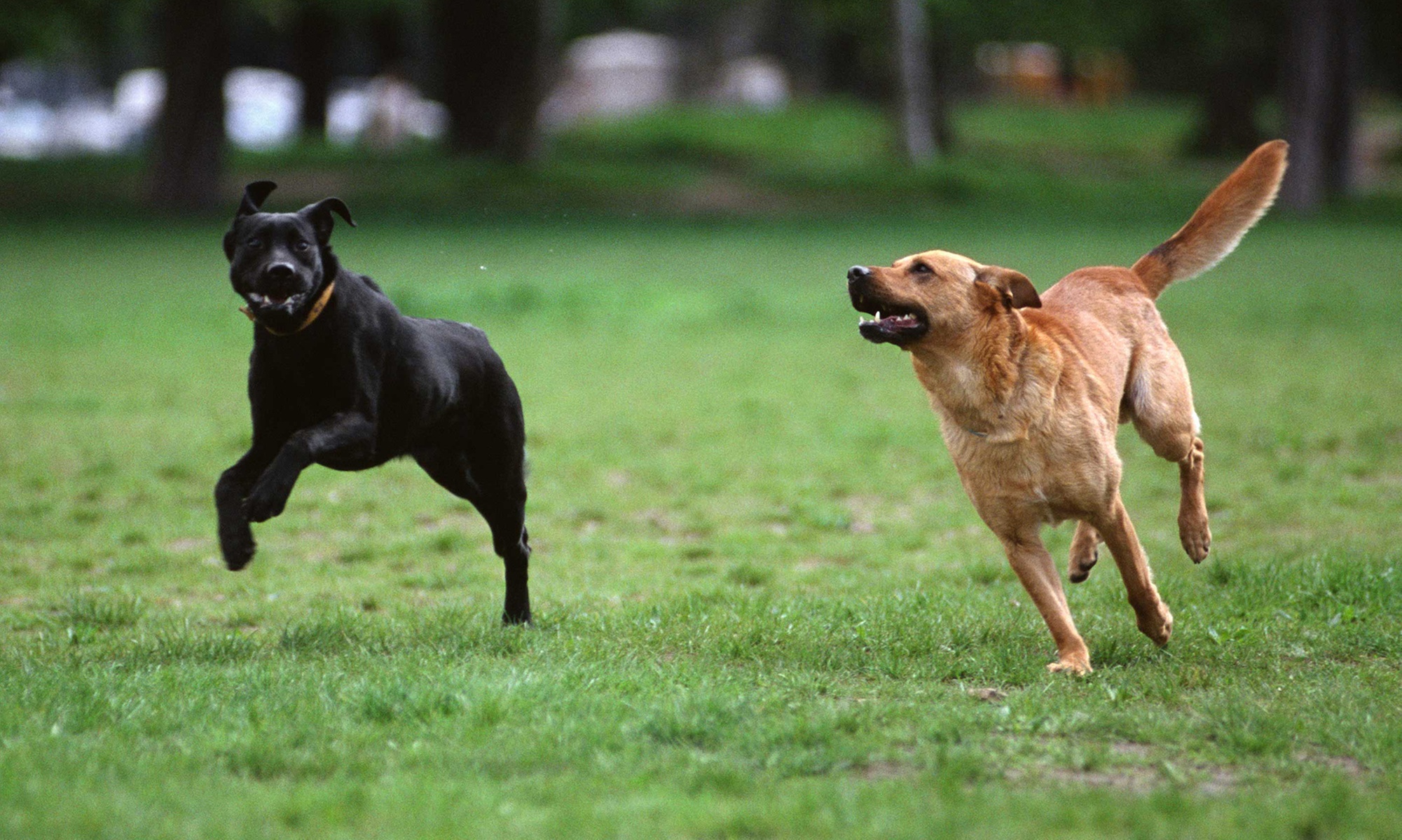 Small Paws ONLY (1-Day) Doggie Daycare – Small Group (1 or 2 Dogs)!