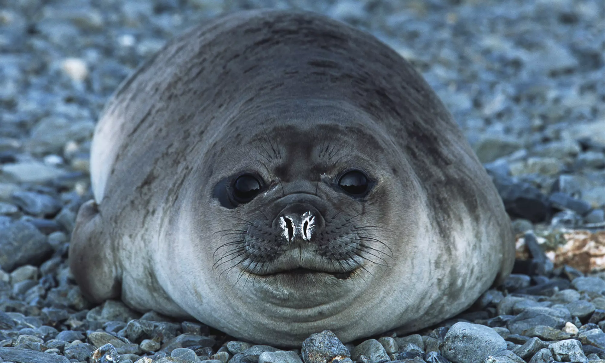 3 Std. Seehund-Safari für 1 Person mit Sportvisserij Eendracht (bis zu 27% sparen) - Primary Image