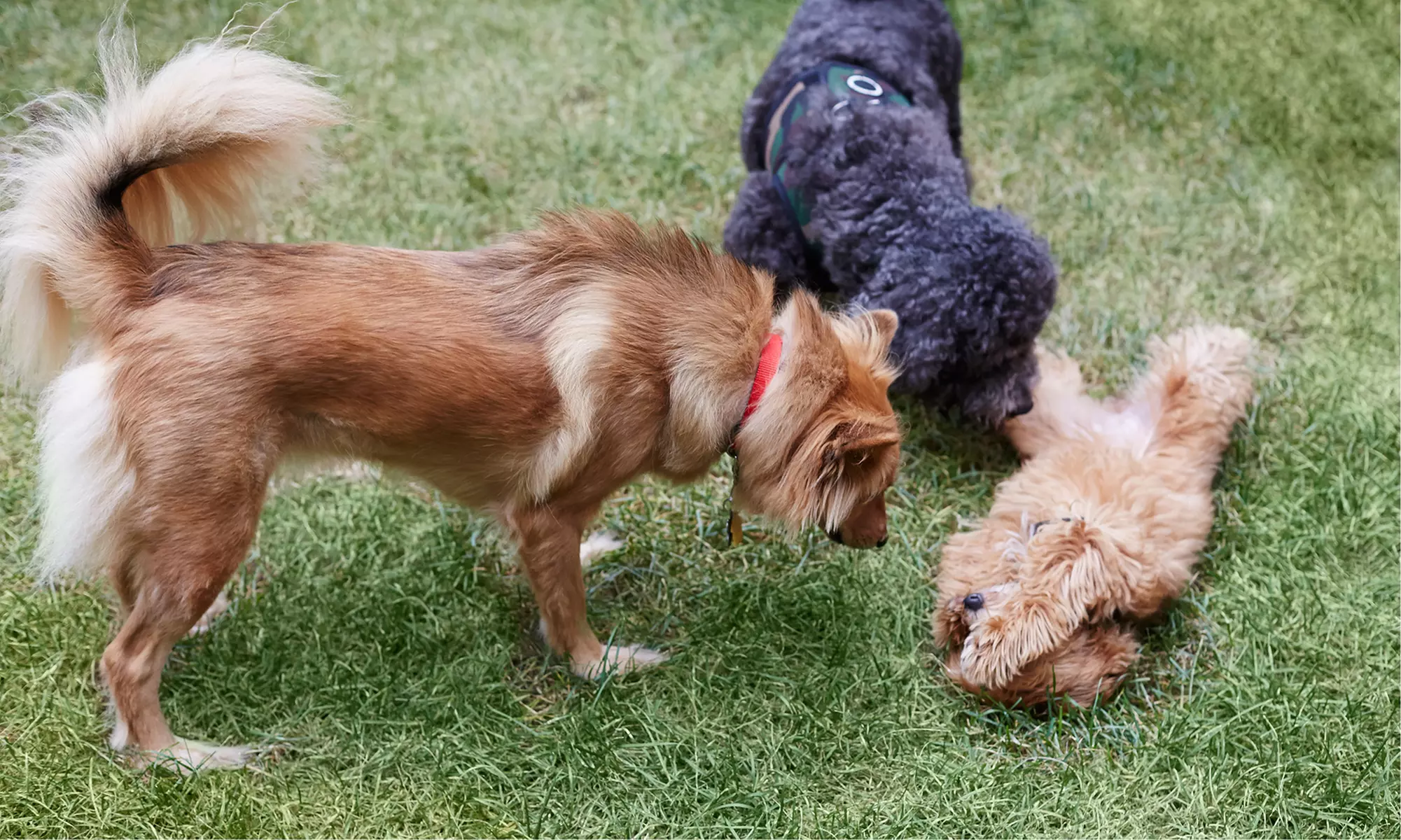 One, Two, or Four Nights and Days of Boarding and Daycare at The Pets Inn (50% Off) - Primary Image
