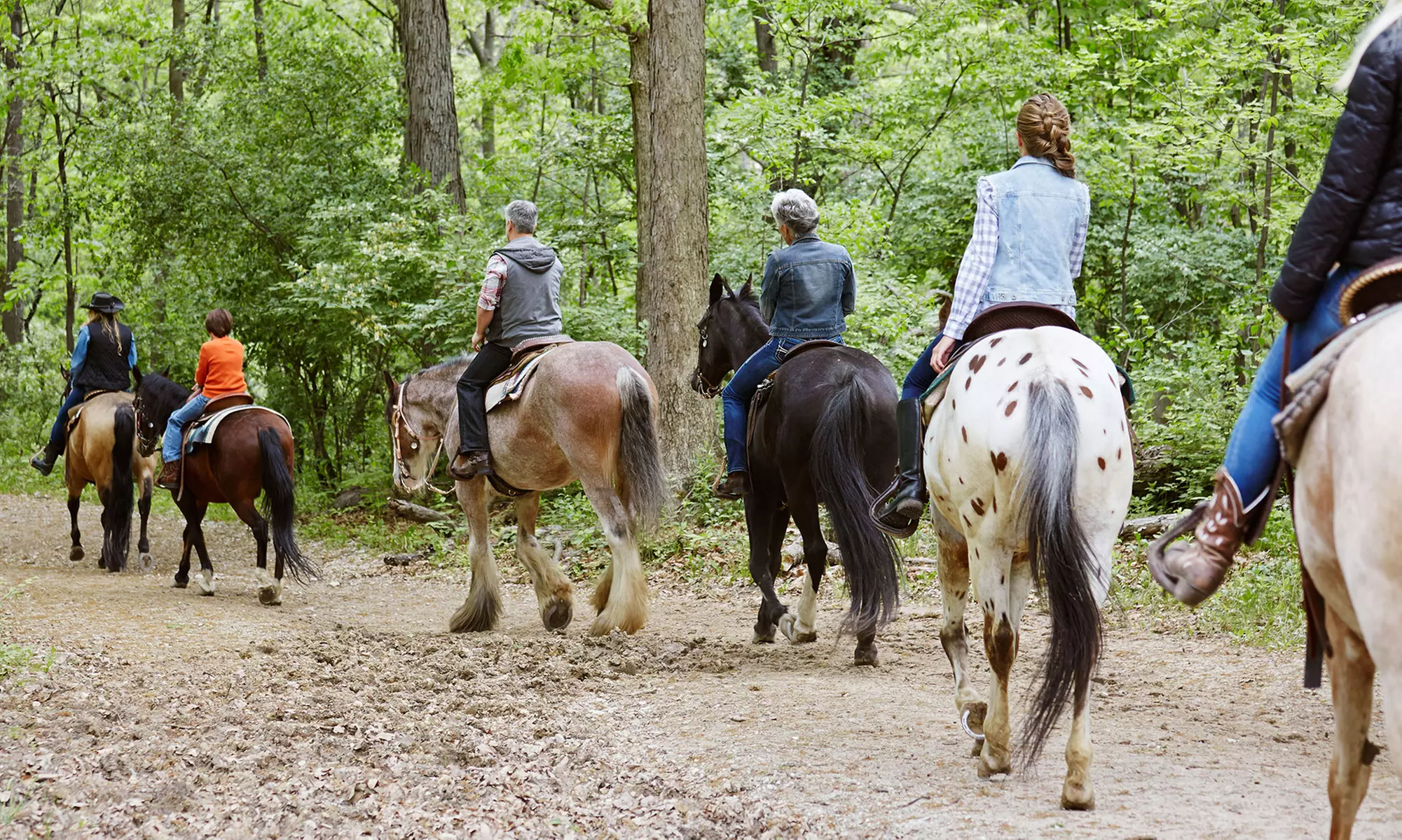 Paseo a caballo de 1 hora para 2 o 4 personas con refresco en Finca Paraíso - Primary Image