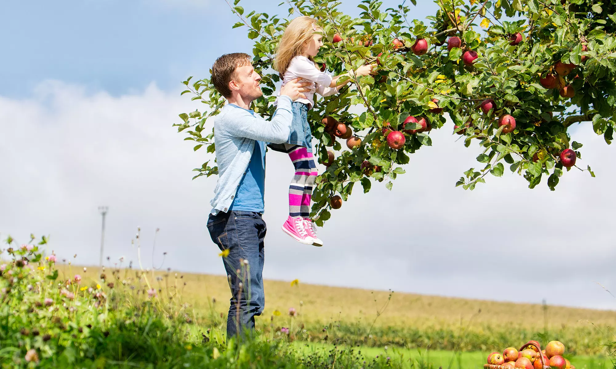 Corn Maze and Wagon Ride for One, Two, Four, or Ten with Apple Picking at Middlefield Orchard (Up to 41% Off) - Primary Image