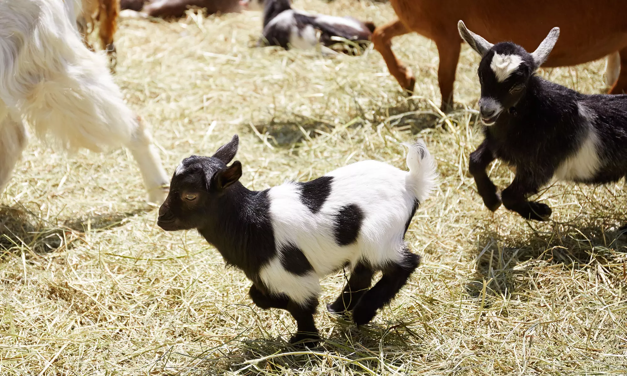 Experience Rose Bridge Farm's virtual tours and goat yoga with up to 26% off, featuring interactive animal fun - Primary Image