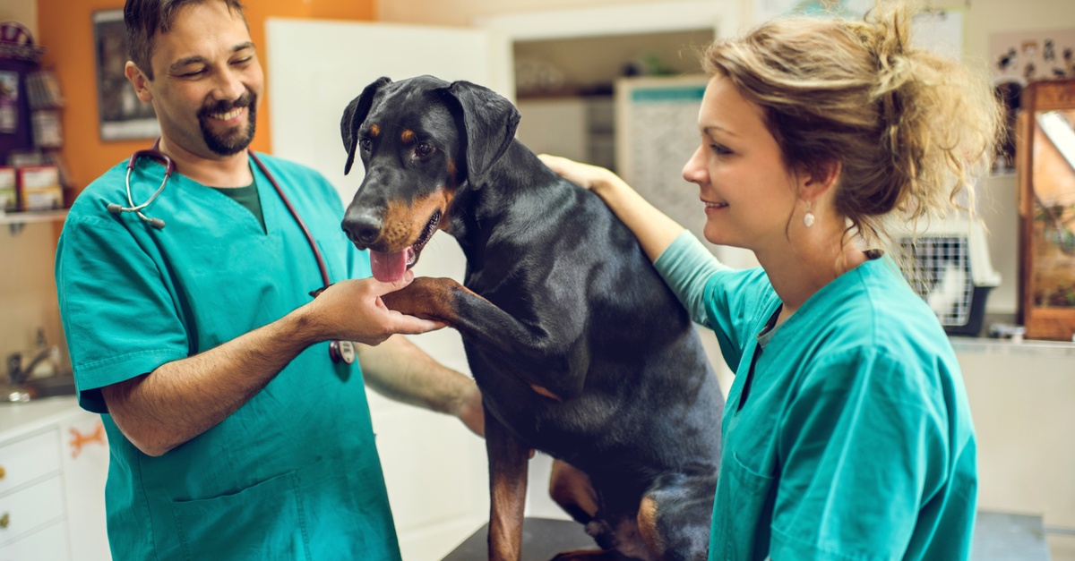 Servicio de esterilización para perros y gatos en Madrid