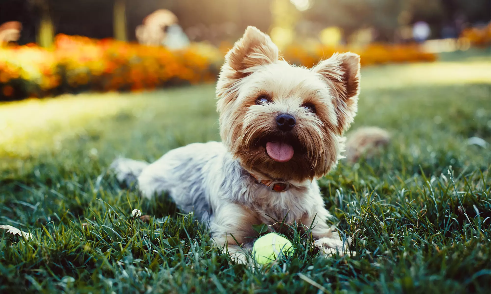 Boarding for Dogs at Hudson Veterinary Hospital Pet Resort and Spa (Up to 27% Off). Six Options Available. - Primary Image