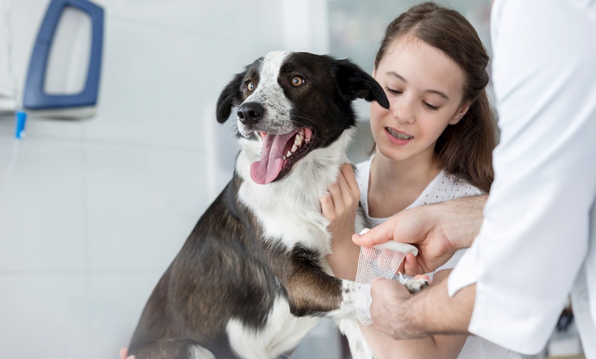 Image 1: Choice of Veterinary Service for Dog or Cat or Tom Cat Castration