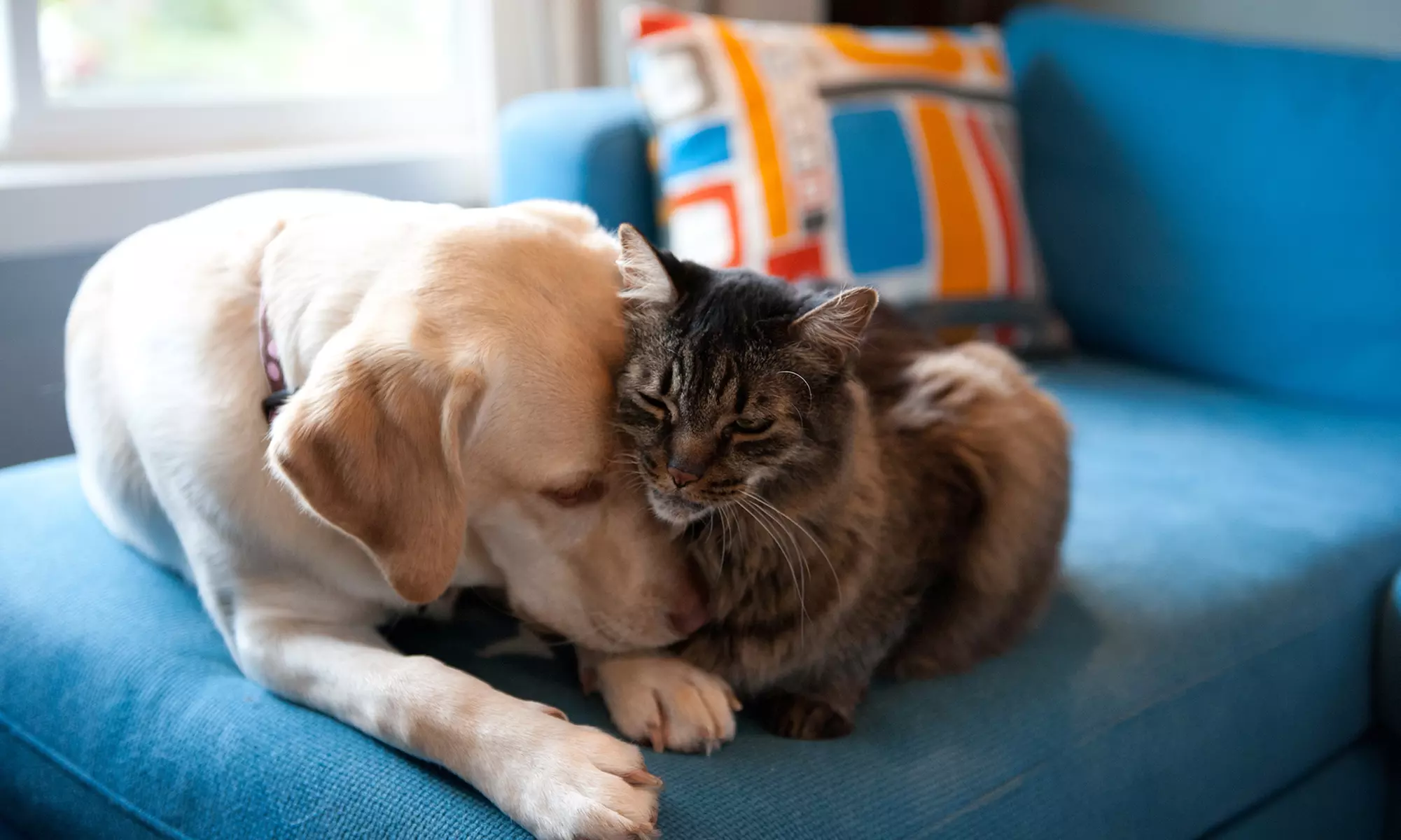 Feline or Canine New Client Package with Rabies & FVRCP Vaccine or Vaccines and Heartworm Test (Up to 71% Off) - Primary Image