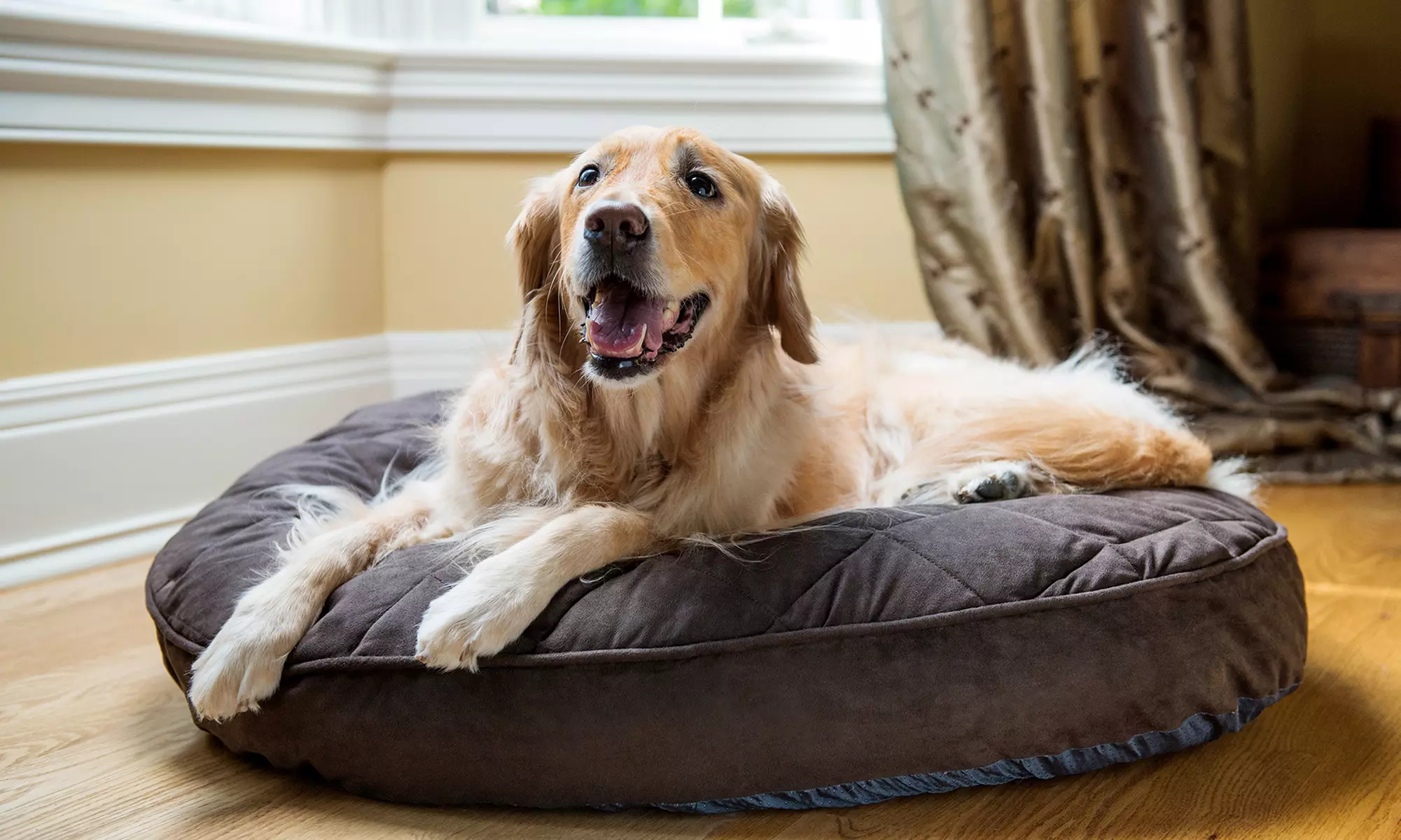 Live-In Pet Sitter for One or Three Nights from Grand Paws Pet Sitting Service (Up to 54% Off)  - Primary Image