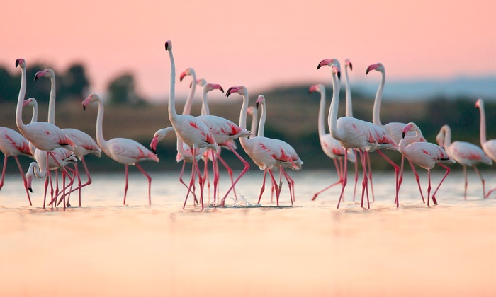 Escursione Birdwatching E Visite Con L Associazione Pro Loco Margherita Di Savoia Sconto Fino A 63