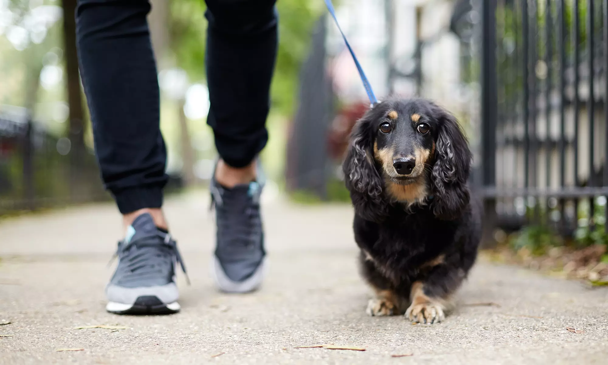 One, Three, or Five 30-Minute Dog Walks from Wags and Wiggles (Up to 53% Off)  - Primary Image