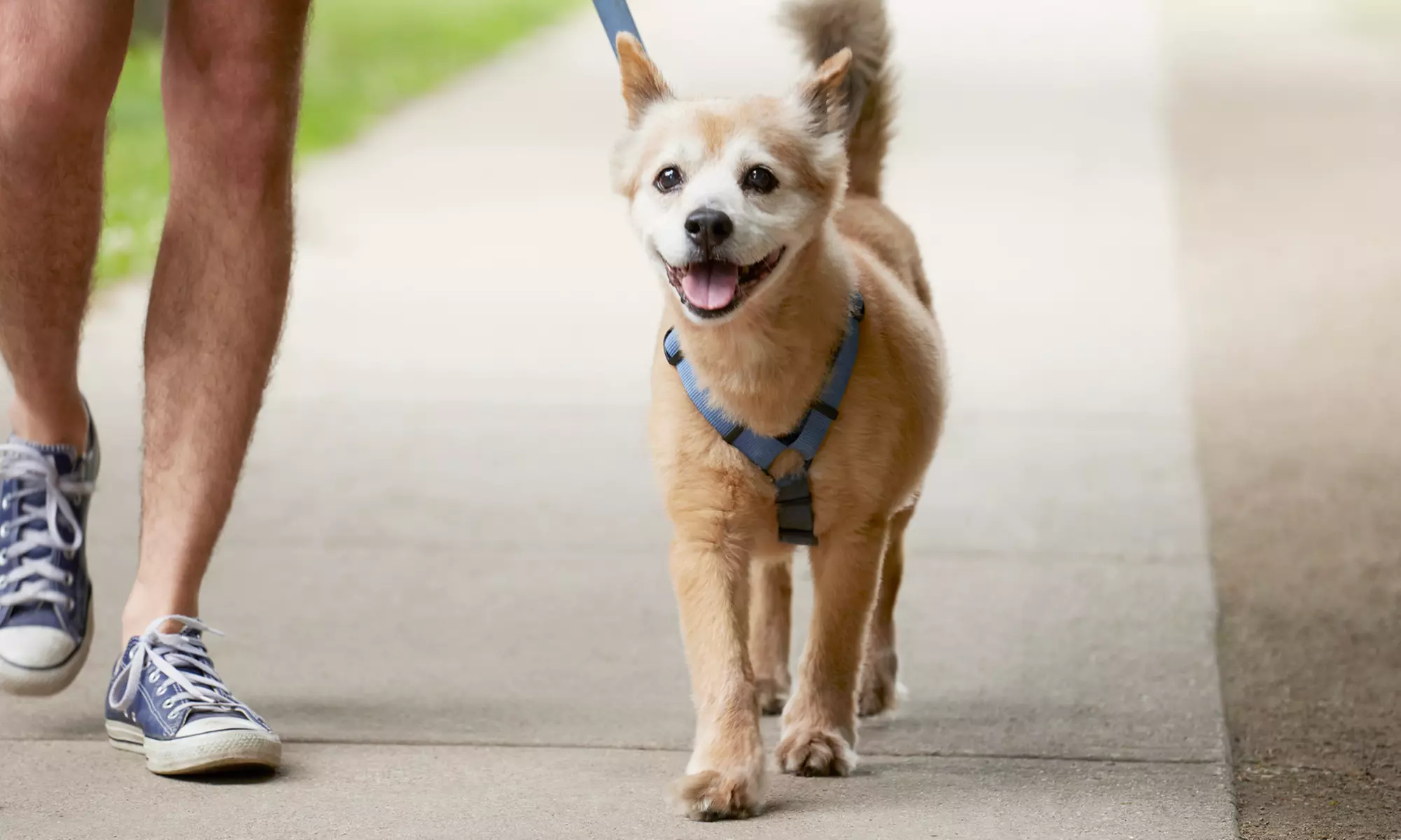 $14 for $22 worth of Pet Care services at WalkPlaySit.com - Primary Image