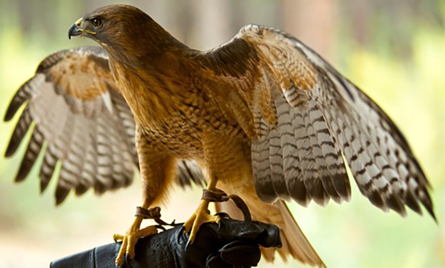 Image 4: Falconiere e tiro con l'arco