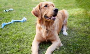 Hanrob Pet Hotels: $20 for $50 to Spend on Doggy Daycare at Hanrob Pet Hotels, Multiple Locations