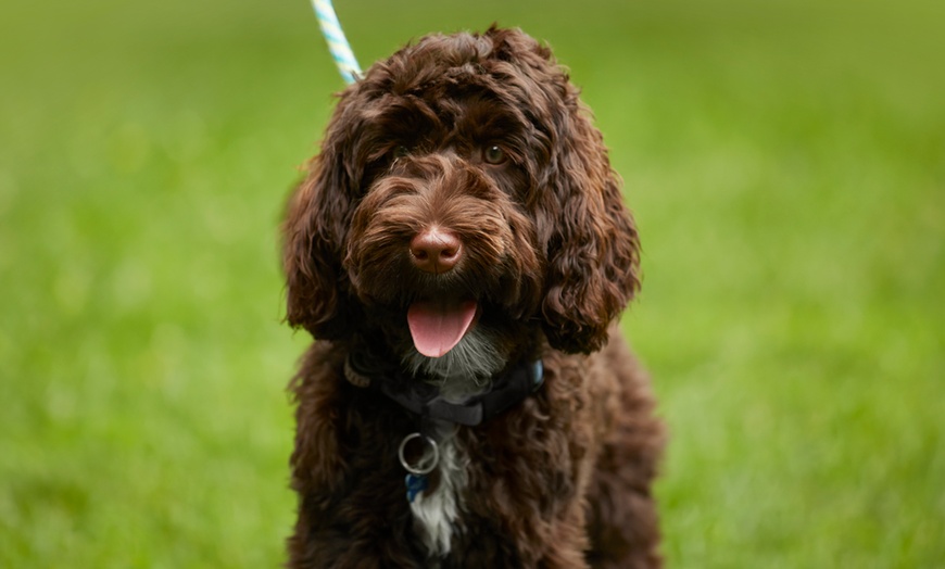 Image 1: Curso online de peluquería canina