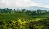 Deluxe Coffee Farm Tour w/ Tasting Experience at Buddha's Cup Kona Coffee and Tea Farm