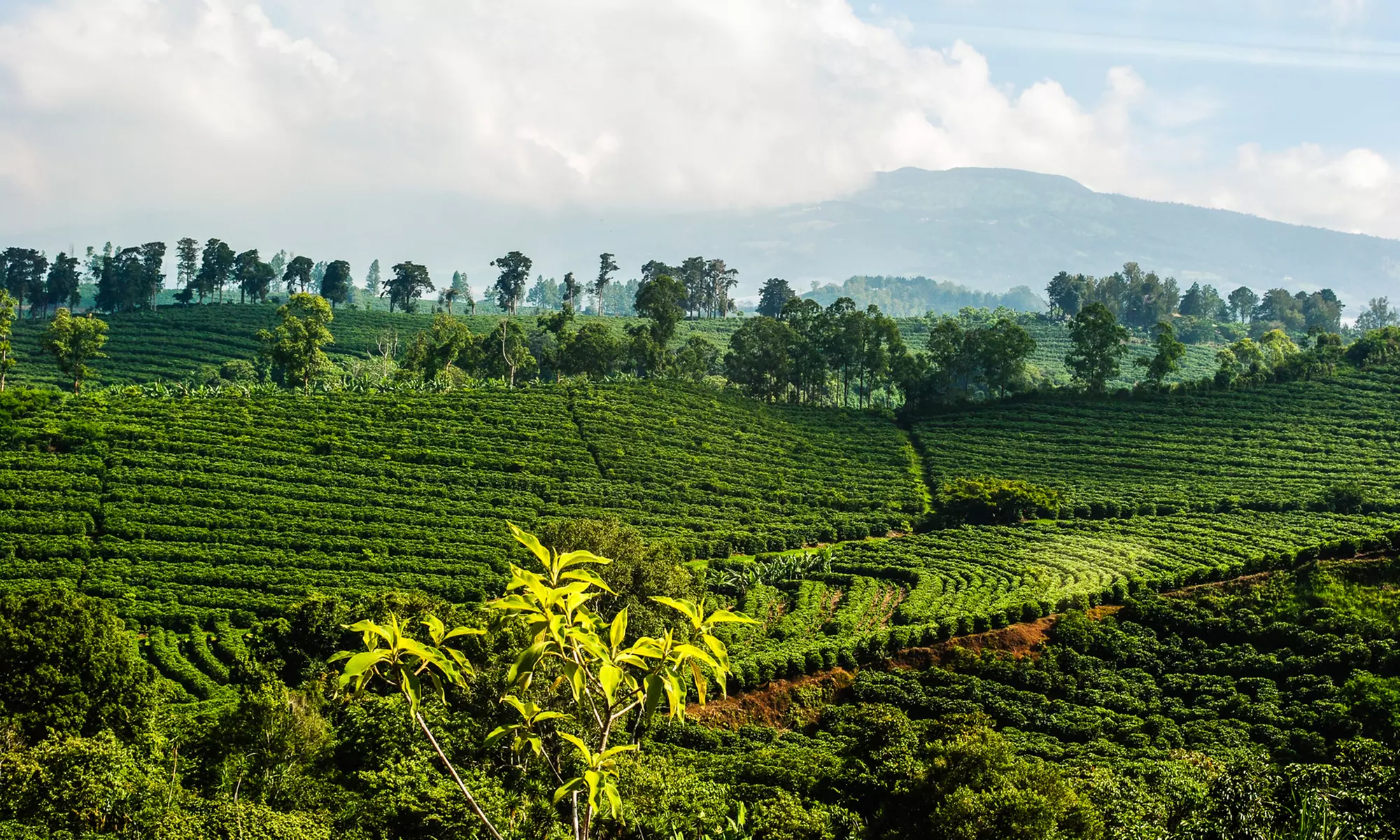 Deluxe Tour at Buddha's Cup Kona Coffee and Tea Farm (Up to 30% Off)