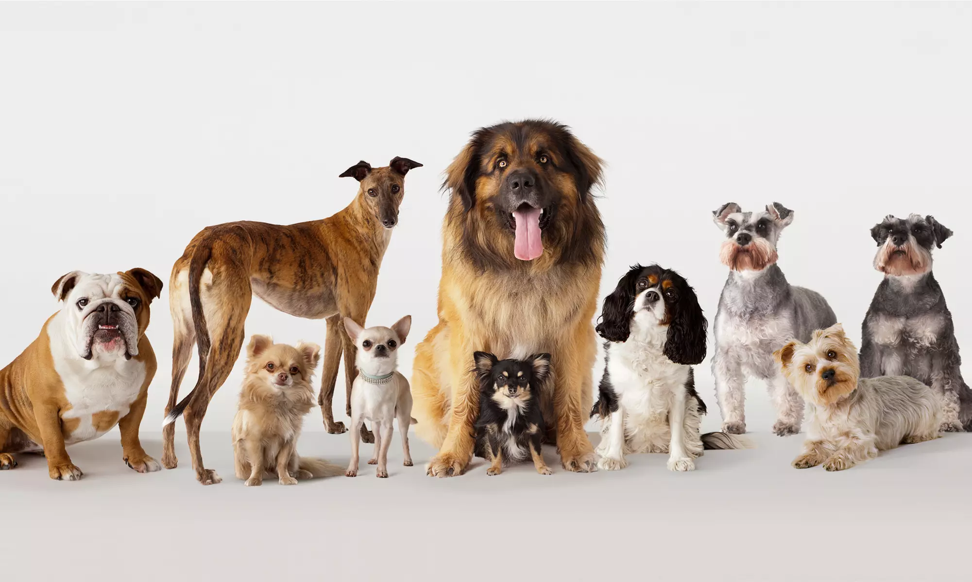 Up to 47% Off on Pet Daycare at The Barking Lot - Primary Image