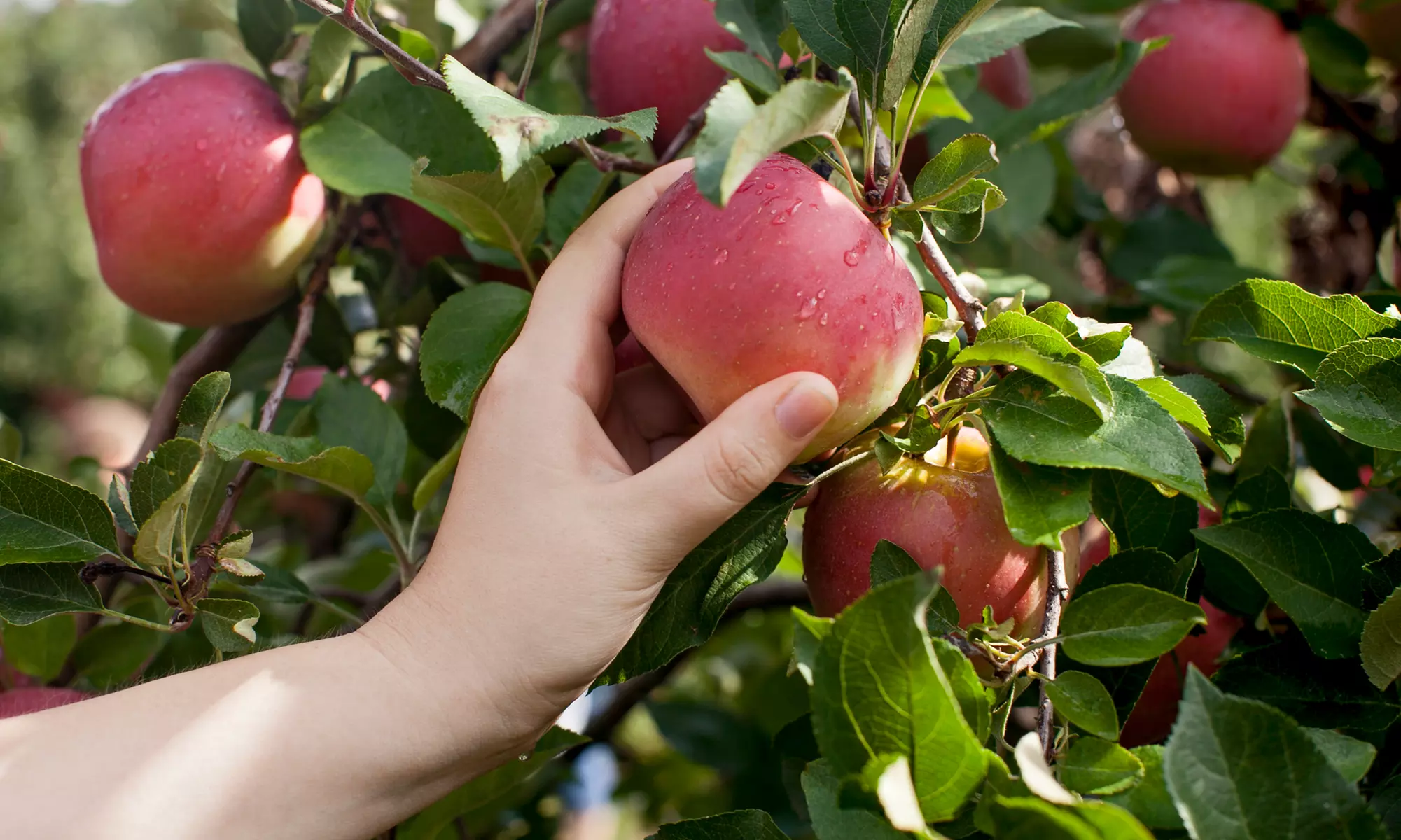$16 for an Orchard Day for Four at Hillcrest Orchard ($32 Value) - Primary Image