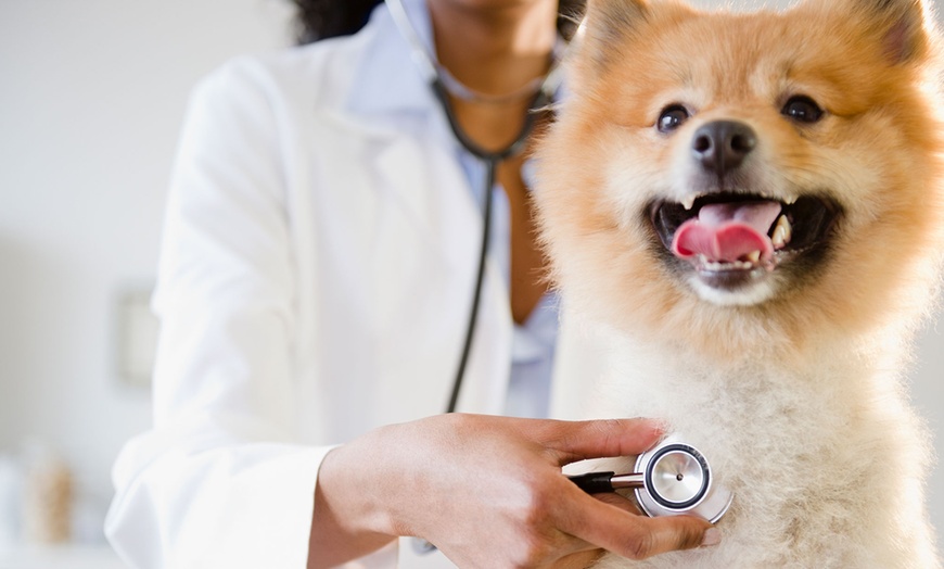 Image 2: Servicio de veterinario a domicilio con revisión, pruebas y vacunas