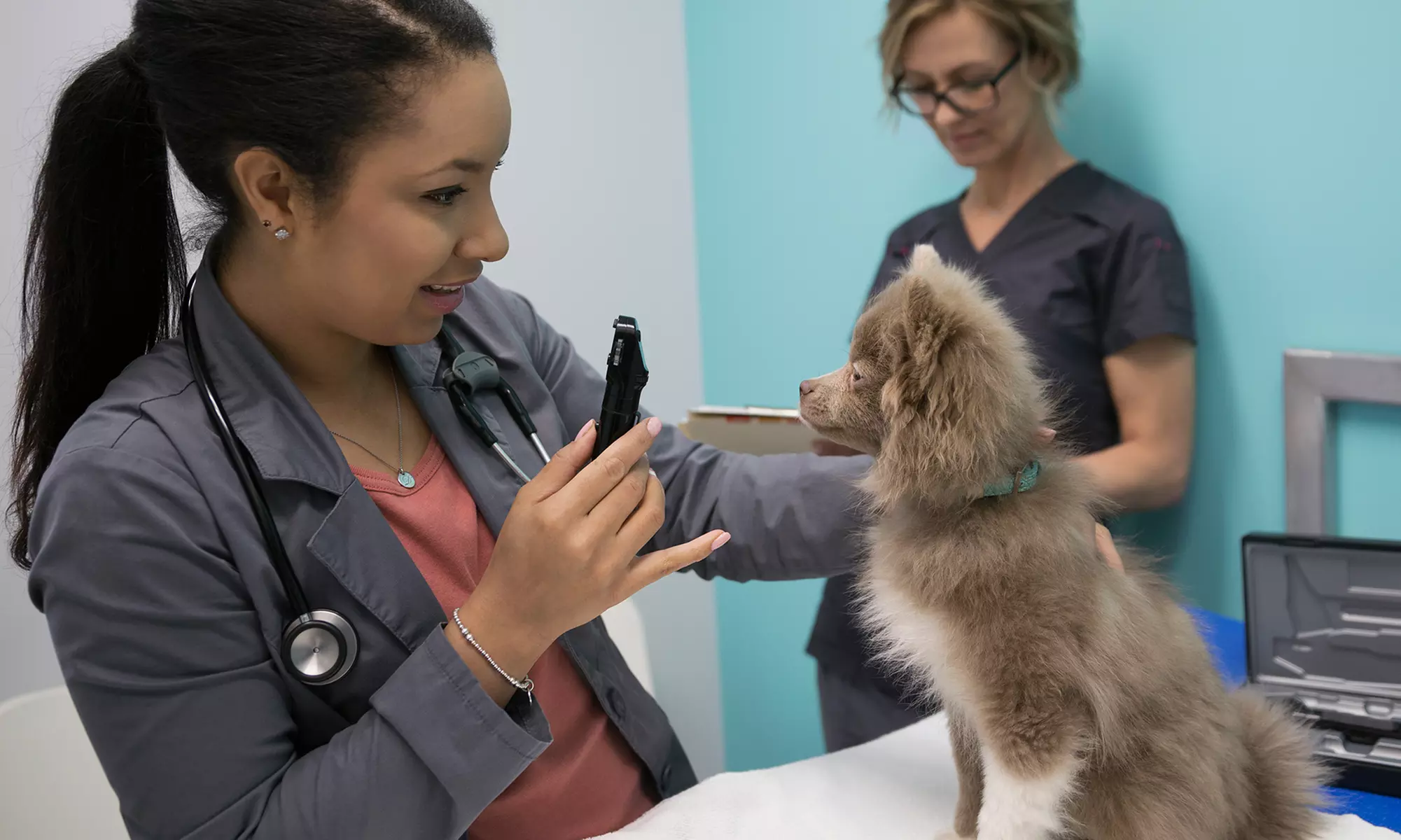 $10 for Full Physical Exam for One Pet at Davis Animal Hospital ($40 Value) - Primary Image