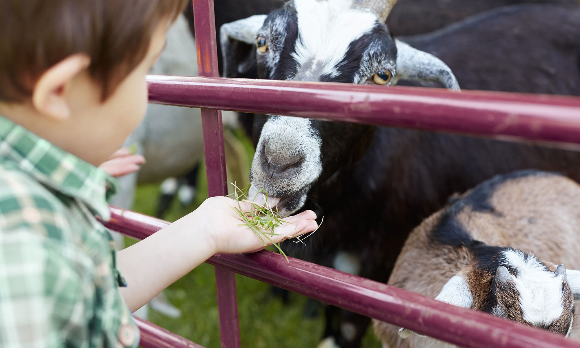 Admission to Petting Zoo and Round of Mini Golf for 1, 2, 4, or 6 