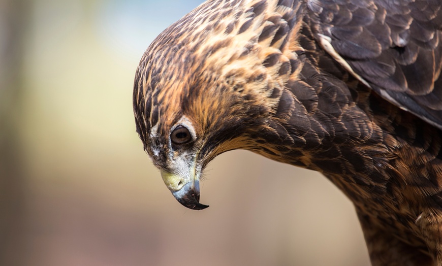 Image 1: Birds of Prey Experience