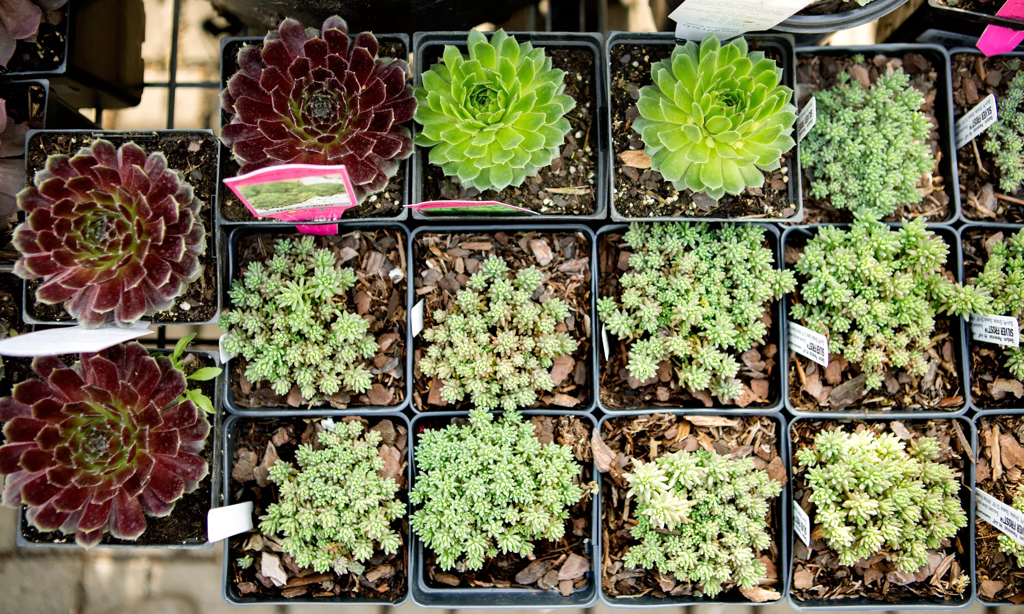 Sunday Sips & Succulents - Admission for One or Two at Fern & Fossil Café - Up to 46% Off - Primary Image