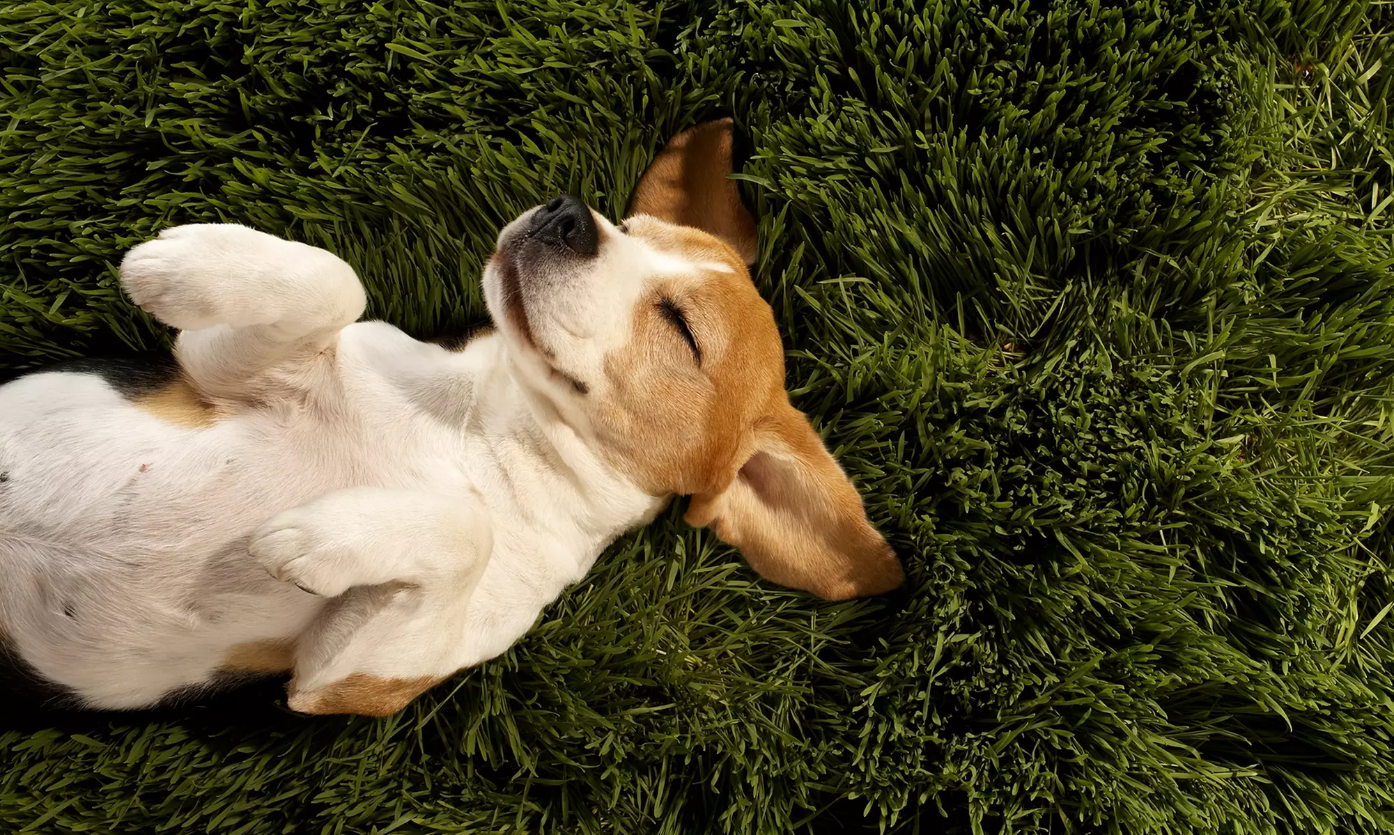$59 for Dog Breed DNA Testing with Shipping Included from DNA My Dog ($68.99 Value) - Primary Image