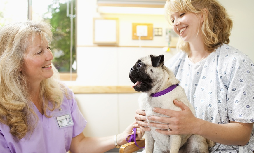 veterinary-assistant-course-pet-addict-groupon