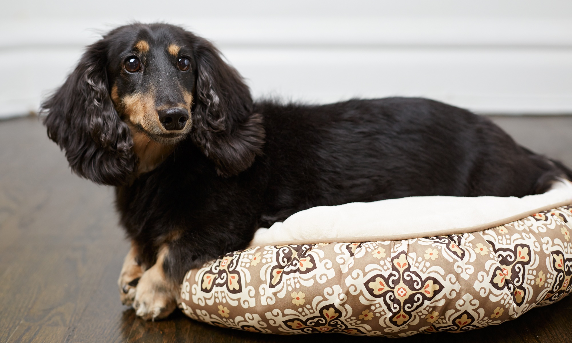 Up to 31% Off on Mobile Grooming at The Pawdicure Pros