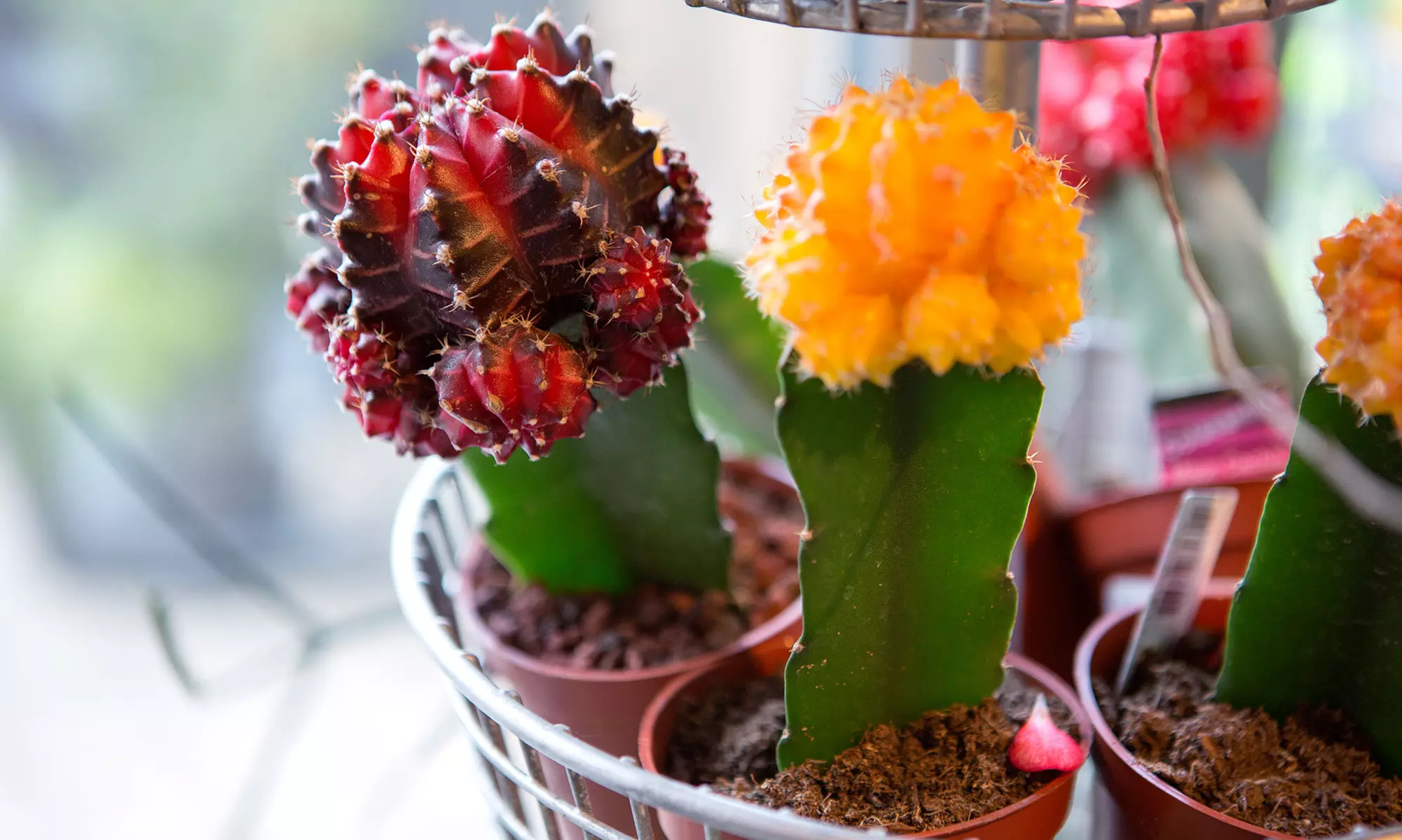 Up to 40% Off on Flowers & Plants (Retail) at The Plantspace Nursery - Primary Image