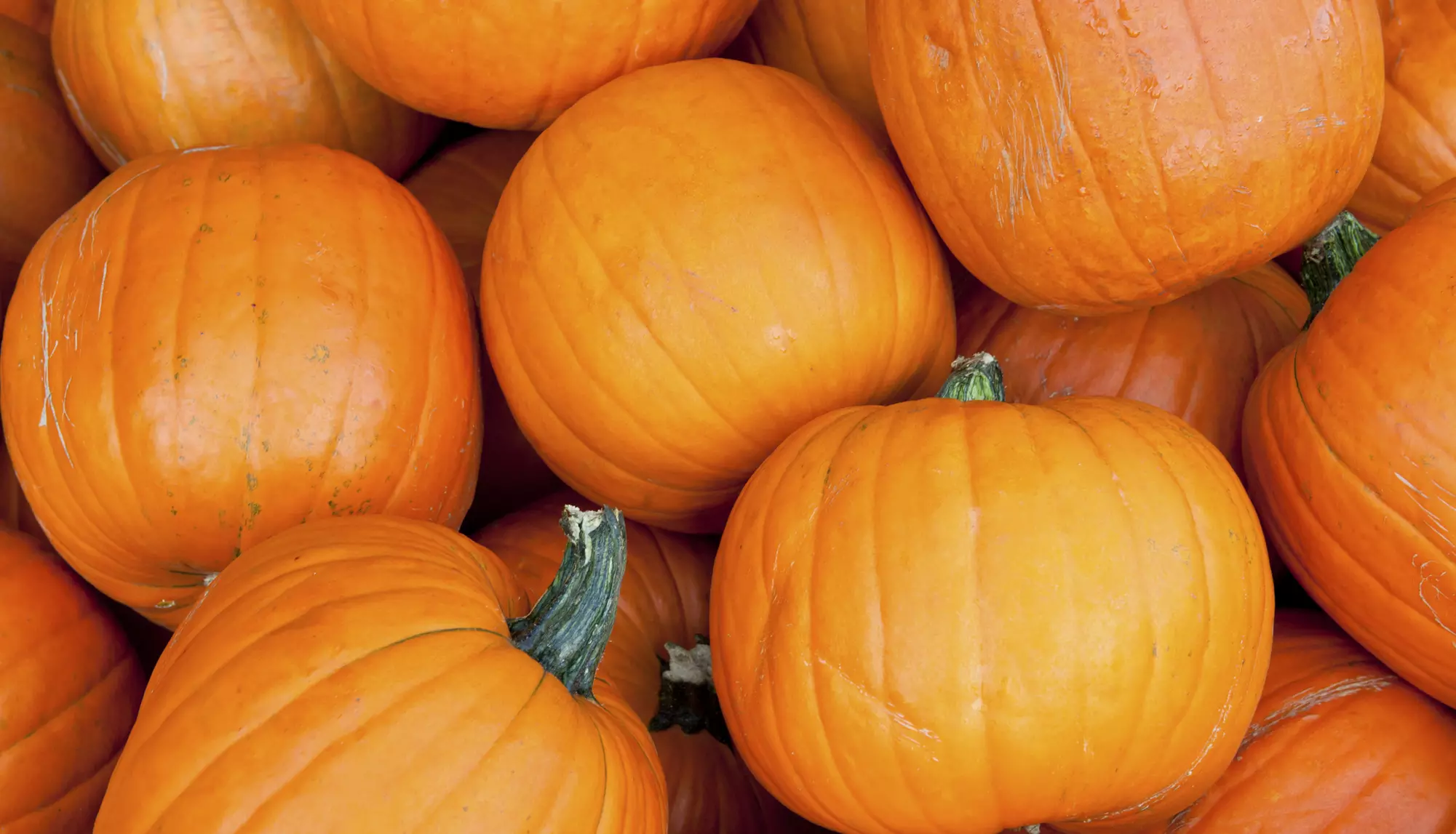 Extreme Chunkin Pumpkin-Chucking Event at 8 a.m. on Saturday, October 24, and Sunday, October 25 - Primary Image