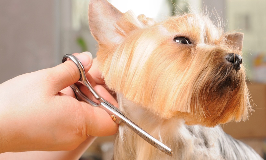 Image 1: Up to 54% Off on Pet - Grooming / Salon at Pet Friends Vet Clinic