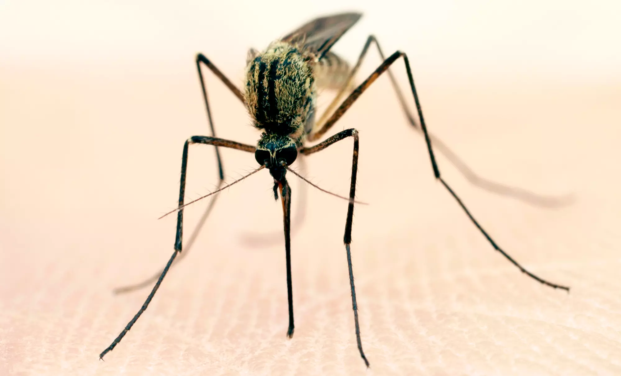 Mosquito and Tick Spraying for a Half- or Full-Acre from Mosquito Squad (Up to 75% Off) - Primary Image