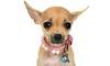 Experience Pretty Paws Pet Grooming's special services with small dog baths and nail trims, saving up to 40%