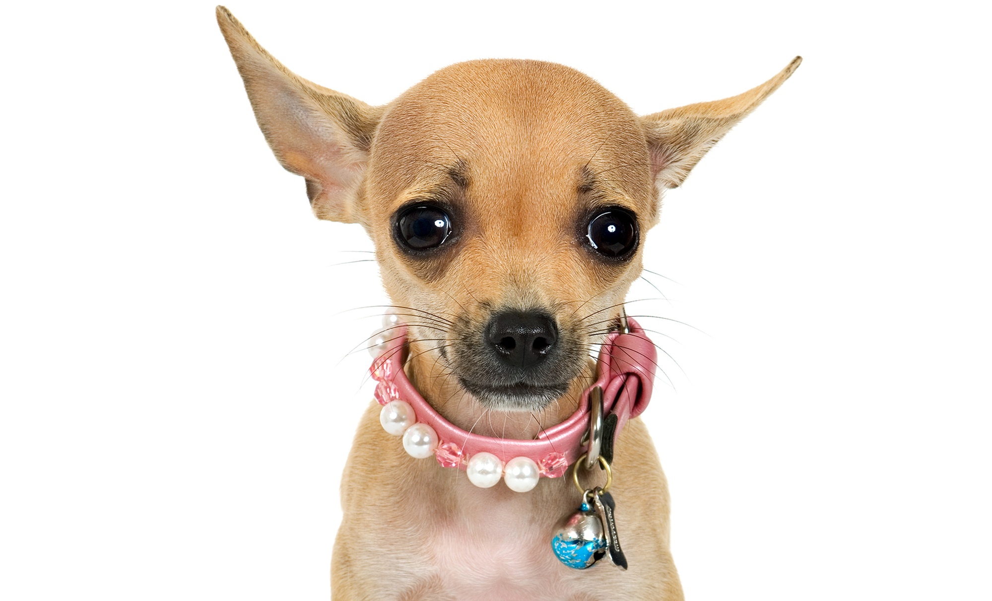 Pet grooming with bath and nail trim services for small dogs