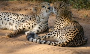 The Ann van Dyk Cheetah Centre: Cheetah Ambassador Experience and Three-Hour Guided Tour from R320 for Two at The Ann van Dyk Cheetah Centre (Up to 55%)