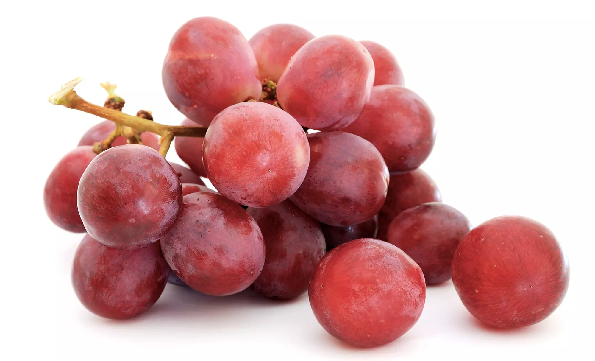 $225 for $499 Worth of Nutritional Counseling — Magnum-Opus - Primary Image