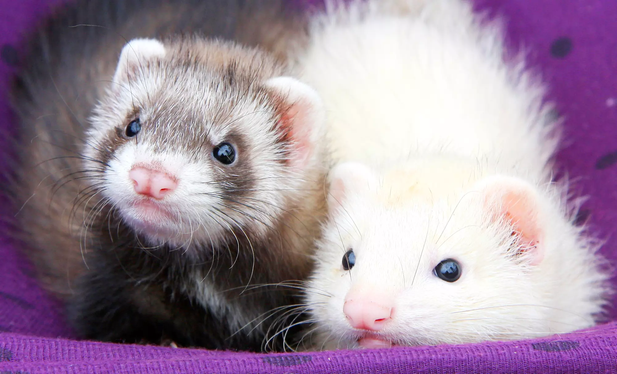 Up to 51% Off on Kennel / Pet Boarding at Twisted Whiskers Pet - Second Medium