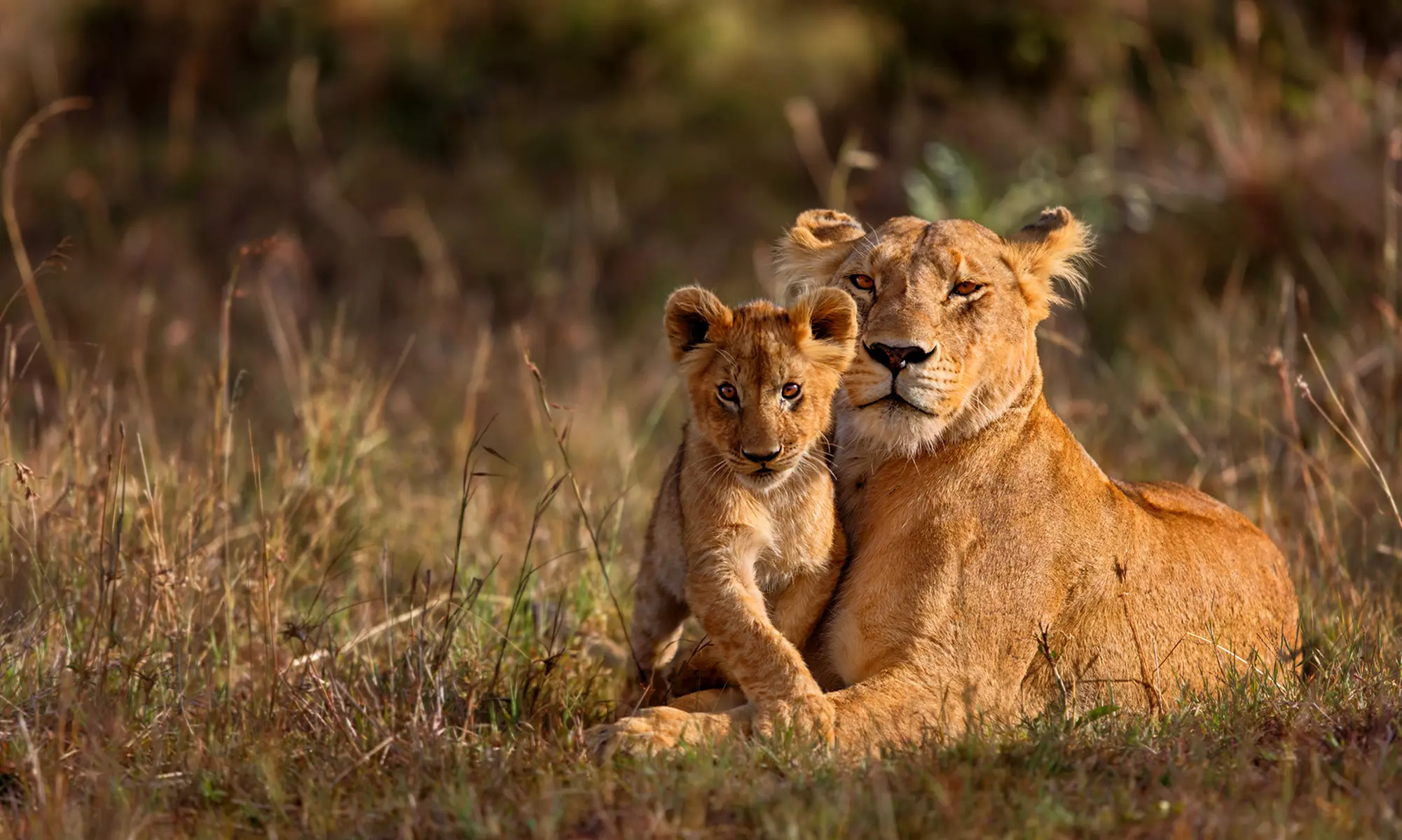 Kenya Tour. Price is per Person, Based on Two Guests per Room. Buy One Voucher per Person. - Primary Image
