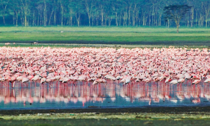 Image 7: ✈ 7-Day Tour of Kenya with Air from Gate 1 Travel