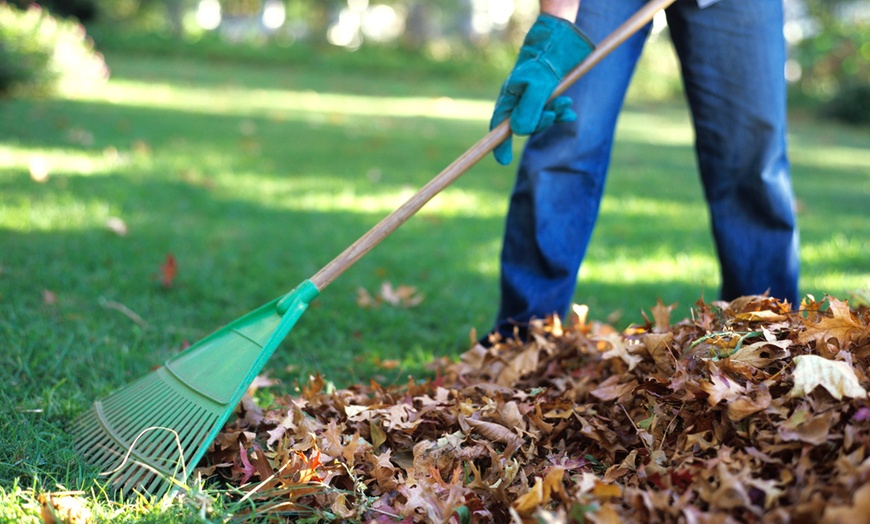 Image 1: Revamp Your Lawn's Beauty with Yard or Lawn Clean Up or Turf Service 