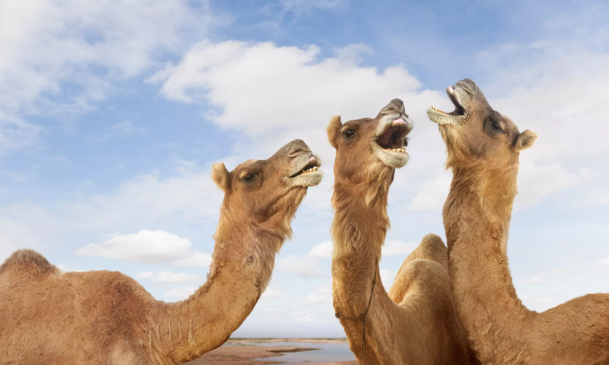 Tageskarte für 1-2 Erwachsene oder Familie für Freizeitpark Rotfelden